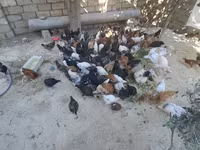 Chickens — फ़ोटो 1
