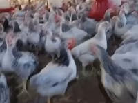 Chickens — photo 1