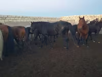 Aygʻir, Kushum Horse — 7-rasm