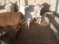عنزة, الماعز — الصورة 4