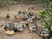 Ducks — foto 2