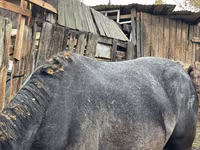 母马, Horses — 照片 2