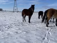 حصان, Kazakh horse — الصورة 3