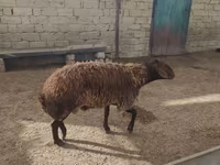 मेढ़ा, भेड़ — फ़ोटो 2