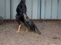 डॉमिनेंट — फ़ोटो 2