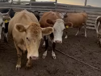 Kuh, Simmental cattle — Foto 1