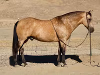 حصان, Quarter Horse — الصورة 2