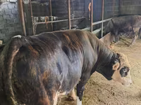 Bulle, Simmental cattle — Foto 1
