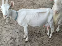 Dişi keçi, Saanen goat — foto 5