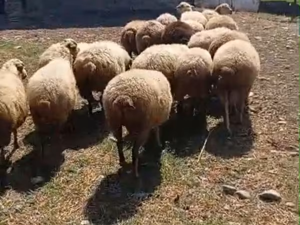 أغنام (دفعة، الجنس غير محدد), الأغنام