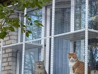 Pəncərə üçün “catio” – pişiklər üçün açıq, təhlükəsiz balkon-kafes - — 4-rasm