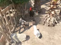 Ducks — फ़ोटो 3