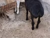 Keçilər (partiya, cinsi göstərilməyib), Keçilər — foto 3