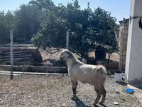 Теке, Damask goat — 5-сурет