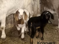 Keçi, Kamori goats — foto 4