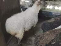 نعجة, الأغنام — الصورة 5