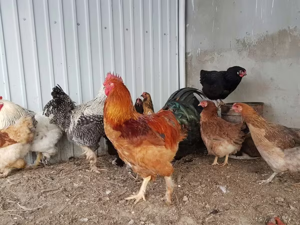 Brahma