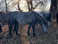 Horse (M), Horses — photo 2