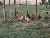Chickens — Foto 3