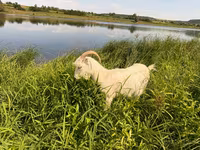 母山羊, LaMancha goats — 照片 1