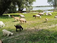 母山羊, Saanen goat — 照片 6