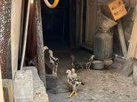 Chickens — 7-сурет