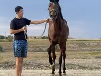 公马, Arabian horse — 照片 3