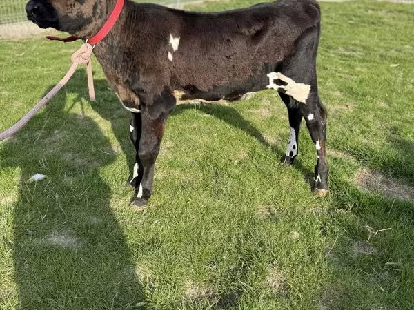 Sigir, Gollandiyalik zot