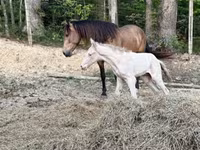 Hengst, Rocky Mountain Horse — Foto 2