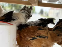 Chickens — foto 2