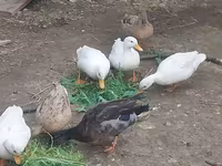 Ducks — Foto 3