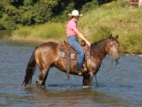 Caballo, Quarter Horse — foto 7