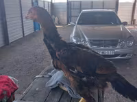 Chickens — 3-rasm