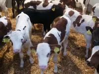 أبقار (دفعة، الجنس غير محدد), Simmental cattle — الصورة 3