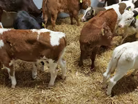 ВРХ (партія, стать не вказано), Simmental cattle — фото 5