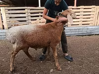 Qoyunlar (partiya, cinsi göstərilməyib), Arashan sheep — foto 4
