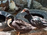 Ducks — الصورة 7