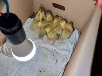 Ducks — फ़ोटो 1