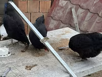 Chickens — 照片 1