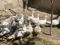 Ducks — الصورة 1