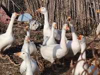Geese — Foto 2