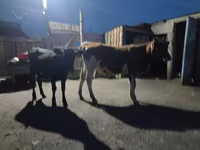 Rinder (Partie, Geschlecht nicht angegeben), Simmental cattle — Foto 8