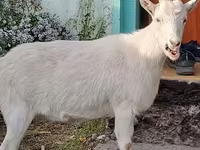 Ziege, Saanen goat — Foto 3