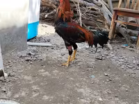 Chickens — photo 2