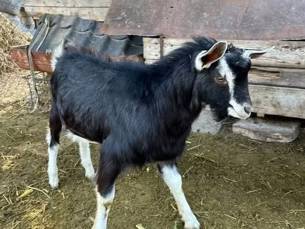 公山羊, Alpine goat