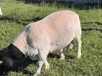 Widder, Dorper sheep — Foto 2