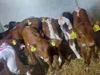 Bulle, Simmental cattle — Foto 2