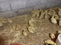 Ducks — Foto 1