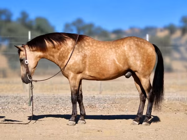 At, Quarter Horse