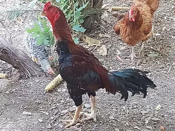 Chickens